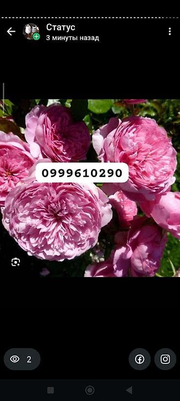 семена расторопши: Саженцы цветка: Розы — 7