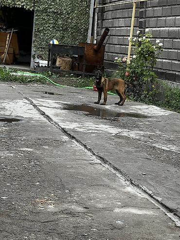 кавказ овчарка: Бельгийская овчарка, 3 месяца, Самка, С прививкой, С родословной — 2