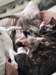 купить породистых котят: Ориентальная, 2 месяца, Мальчик, Белый, Приучена к лотку, Проглистована, С документами — 11