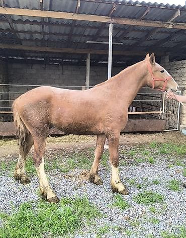 бургундский кролик: Продаю | Кобыла (самка) | Рабочий — 3