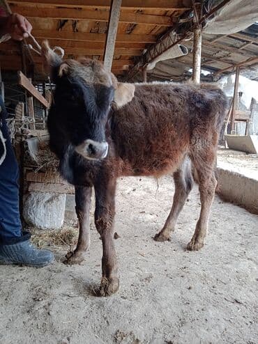 Продаю | Музоо, торпок | Алатауская | Для разведения