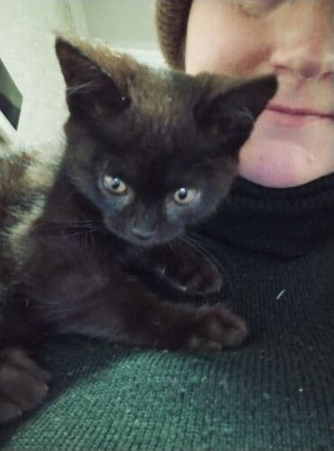 сколько стоит кастрация кота в бишкеке: Кошка даром: Беспородная, 3 месяца, Мальчик, Приучена к лотку — 2