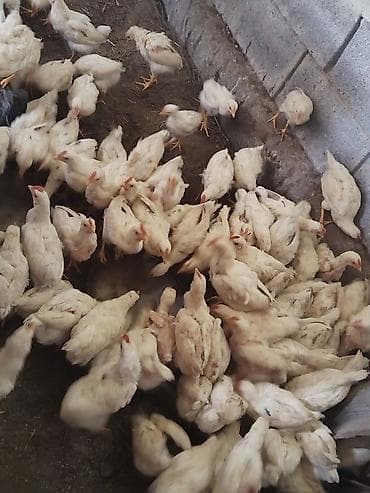 Продаю | Цыплята | Домашняя | На забой
