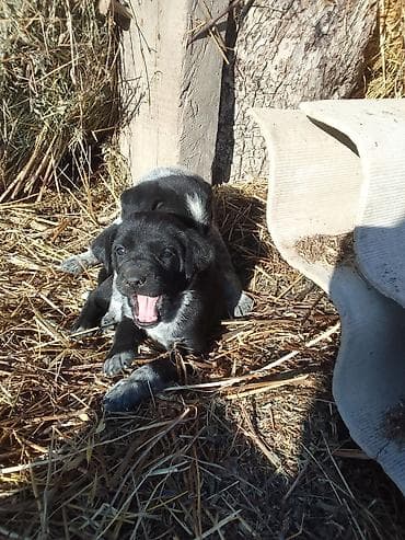 шотландская вислоухая кошка черная: Щенки (смесь дворовых пород) - Возраст: маленькие щенки, активные и — 1