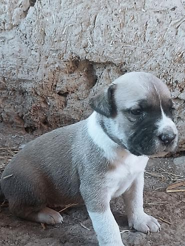 алабай самка: Щенки крупной породы (тип Питбуль ) - Возраст на фото: 1месяц - — 2