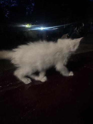 котят купить: 1 месяц, Мальчик — 3