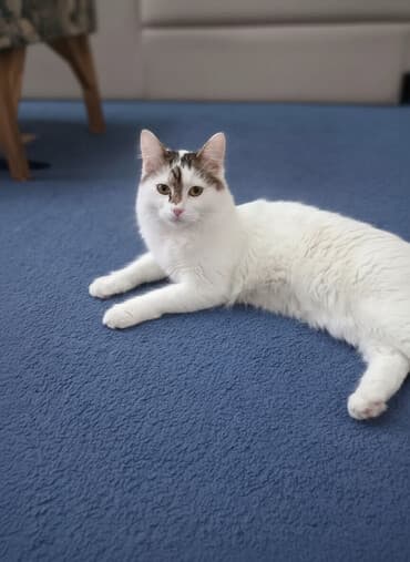 кошки рыжие: Кошка даром: Беспородная, Мальчик, Приучена к лотку — 1