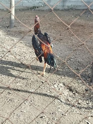 гнездо для кур: Дакан жожо короз сатылат активный алмашу жолдору бар адрес Заря — 4