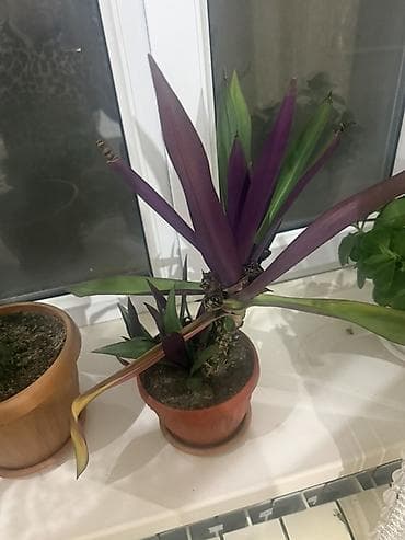 Каланхоэ: Комнатные растения в горшках - Каланхоэ (несколько экземпляров) — 3