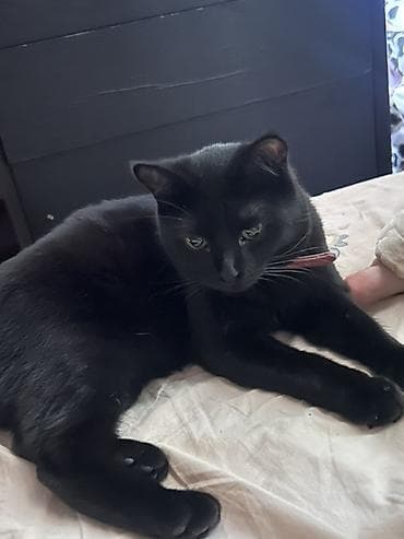 scottish fold: 1 год, Девочка, С прививками, Приучена к лотку, Проглистована — 4