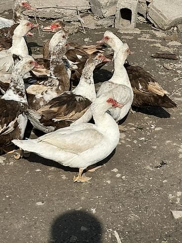 куплю хомяка с клеткой: Мускусные утки (индоутки) стадо. 24 головы все молодые Уже начали — 1