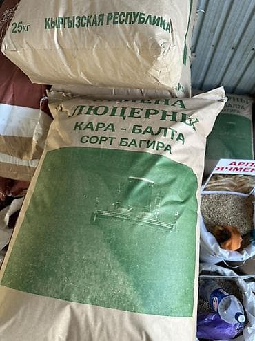 карп сазан: • Сорту: Кара-Балта, "Багира" (жергиликтүү, биздин климатка — 2