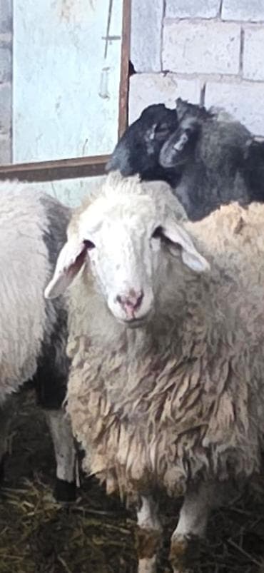 Продаю | Ягненок | На забой | Племенные — 1
