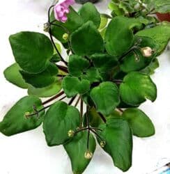 тоголок молдо исанова: Продаю цветущие фиалочки 🌿 🌺🌿 Цены200- 250 -300 сом.Оптовым — 8