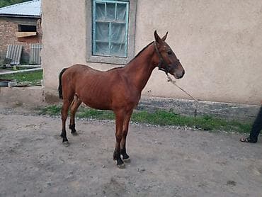 корм куры: Продаю | Конь (самец), Жеребец, Жеребенок — 1