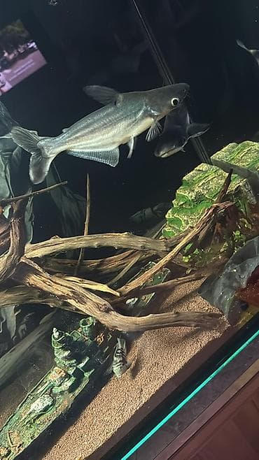 Пангасиус аквариумный (акула-катфиш, Pangasianodon hypophthalmus)