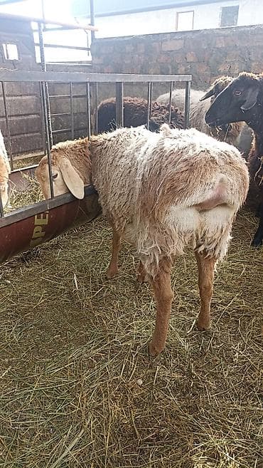 баран кант: Продаю | Овца (самка) | Арашан | Для разведения | Осеменитель, Ярка — 6
