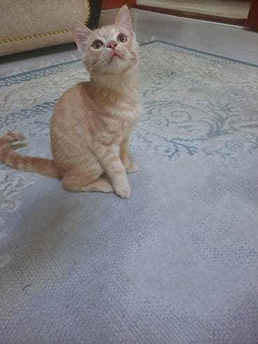 ориентал цена: Кошка даром: Беспородная, 5 месяцев, Мальчик, Приучена к лотку — 4