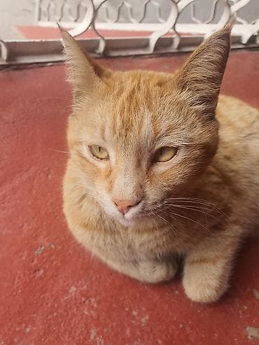 взять котика в добрые руки: Домашний кот рыжего окраса (табби). Короткая плотная шерсть теплого — 3