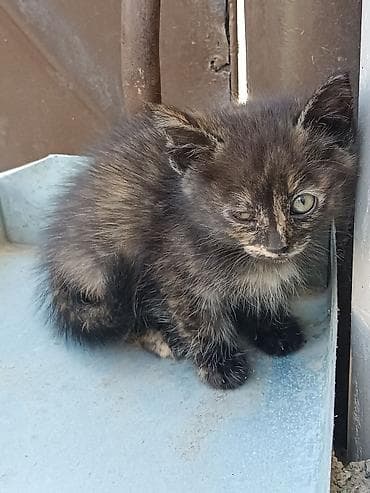 коты для вязки: Котята, помёт из трёх малышей. Отдам в хорошие, добрые — 7