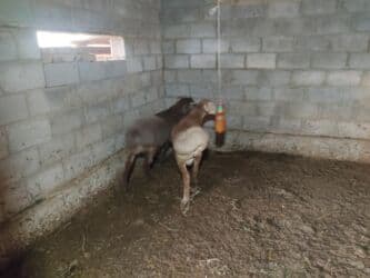 домик для животных: Продаю | Баран (самец) | Полукровка | На забой — 4