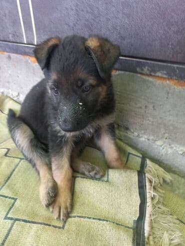 собака долматинец: Немецкая овчарка — щенки Предлагаются щенки немецкой овчарки — 4