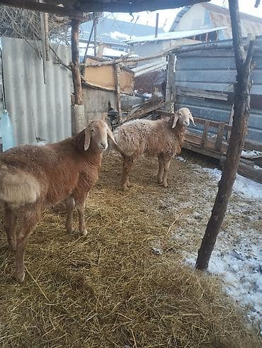 сиамская ориентальная кошка: Продаю | Баран (самец) | Арашан | Для разведения | Племенные — 1