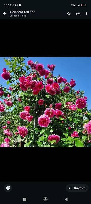 Саженцы — 2