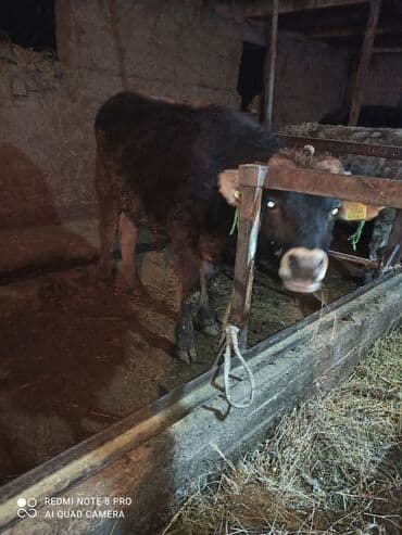 Кемирүүчүлөр: Сатам | Бука (эркек) | Бордоп семиртүү үчүн | Байланган — 2