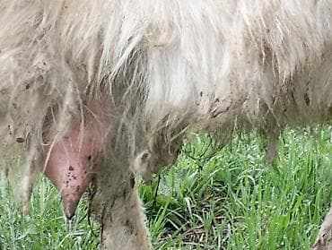 Продаю | Коза (самка) | Для молока