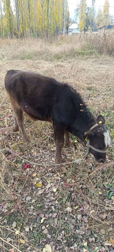 ош индюк: Сатам | Музоо | Бордоп семиртүү үчүн | Байланган — 3