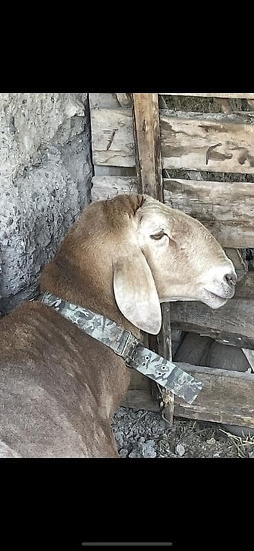 бодоно бишкек: Сатам | Ургаачы кой (ургаачы) | Арашан | Көбөйтүү үчүн | Жасалма жол менен боозутуу — 1