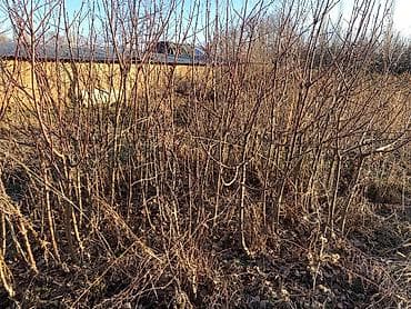 помидор цена: Саженцы яблони «Молдованский полукарлик» (летний сорт) - Возраст — 5