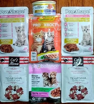 Ветеринар кызматы: Мышык бекер берилет: Скотиш Страйт (Шотландиялык тик кулактуу), 1 айлык, Ургаачы — 9