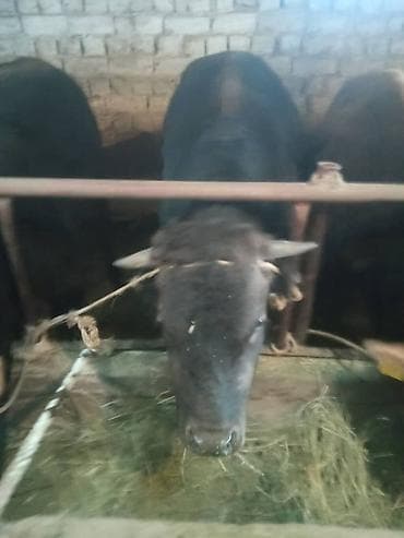 откорм: Продаю | Бык (самец) | На откорм | Привязанные — 6