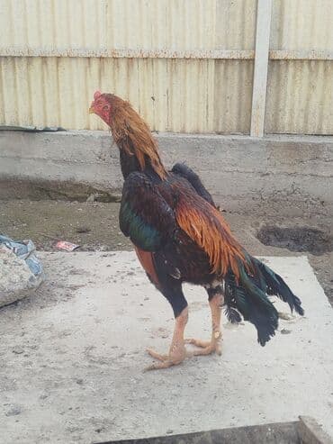 куплю корм для животных: Дакан тулок короз сатылат активный алмашу жолдору бар адрес Бишкек — 3