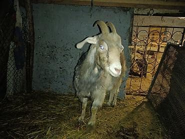 мёд белый: Продаю | Коза (самка) | Полукровка | На забой, Для разведения — 5