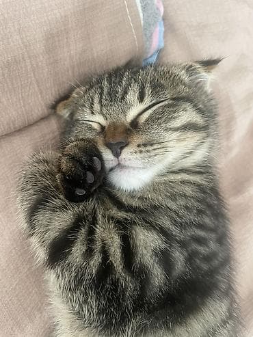 cat sofa: Скотиш Фолд (Шотландская вислоухая), 3 месяца, Девочка, Приучена к лотку, Проглистована — 2