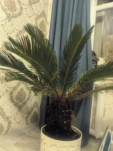Пальмы: Саговник (Cycas revoluta) в декоративном кашпо.Растению 5+ лет, высота — 1