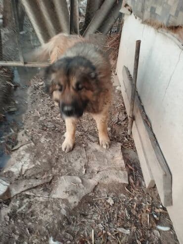 ит афчерка: Щенки Кавказкой овчарки 3 — 5