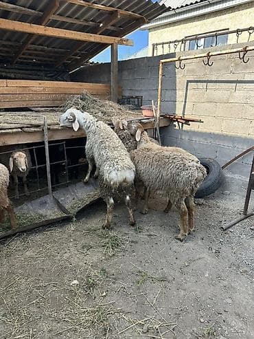уй жаныбары: Сатам | Ургаачы кой (ургаачы) | Көбөйтүү үчүн | Токту — 8