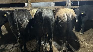 Продаю | Бык (самец) | На забой