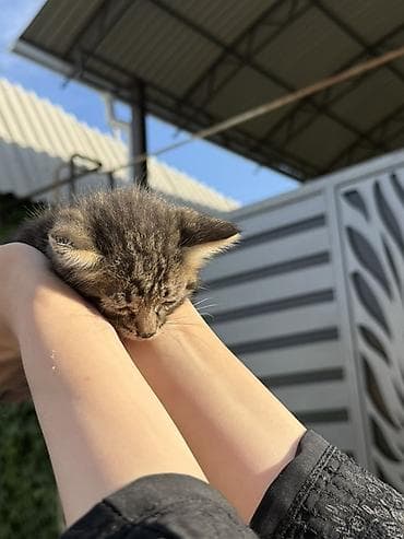 Полосатый котёнок (тигровый окрас), пушистая шерстка, круглые ушки и