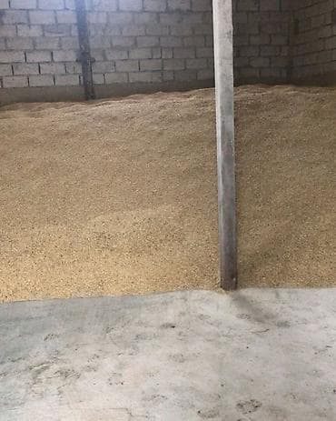 отдам кошку в добрые руки: Продается Ячмень (Арпа) 30тонн чистый,сухой,вес тяжёлый только — 4