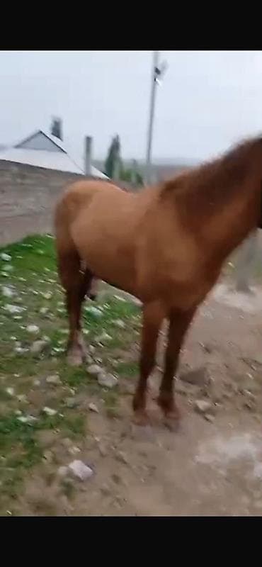 бигль собака: Продаю | Конь (самец), Жеребец | Рабочий — 5