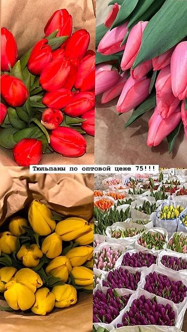 Другие товары для дома: Рассада цветка: Тюльпаны, Самовывоз — 1