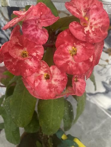 гүл койгуч: Молочай Миля (Euphorbia milii), комнатный цветущий суккулент в горшке — 1