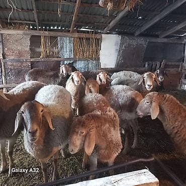 А/ч жаныбарларын сатам: Сатам | Кочкор (эркек) | Арашан | Көбөйтүү үчүн | Бооз — 1