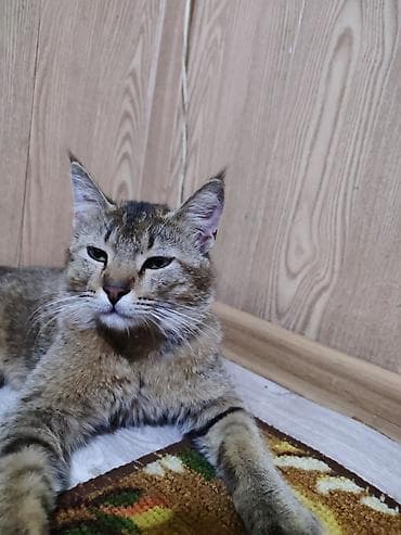 кошка домашняя: Кошка даром: Беспородная, Мальчик, Приучена к лотку — 1