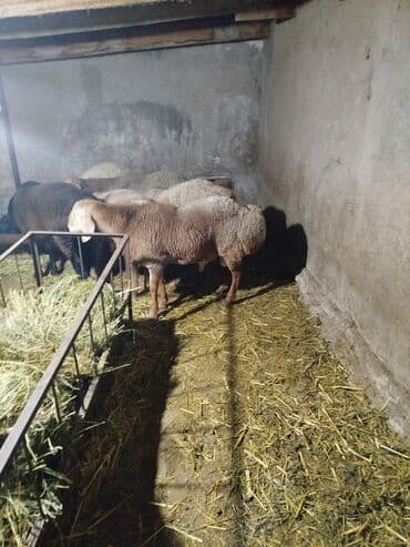 бельгийская овчарка малинуа купить: Продаю | Баран (самец) | Арашан | Для разведения | Племенные, Осеменитель — 5